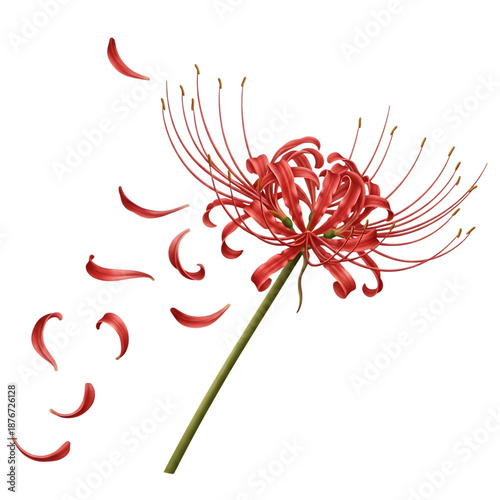 Red spider lily flower with petals scattering in the wind, a symbol of parting and reunion, rendered in detailed digital illustration.