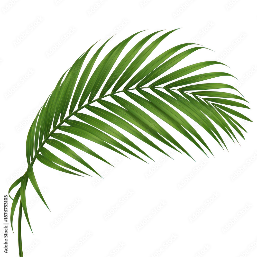 Obraz premium Vibrant palm leaf isolated on transparent background