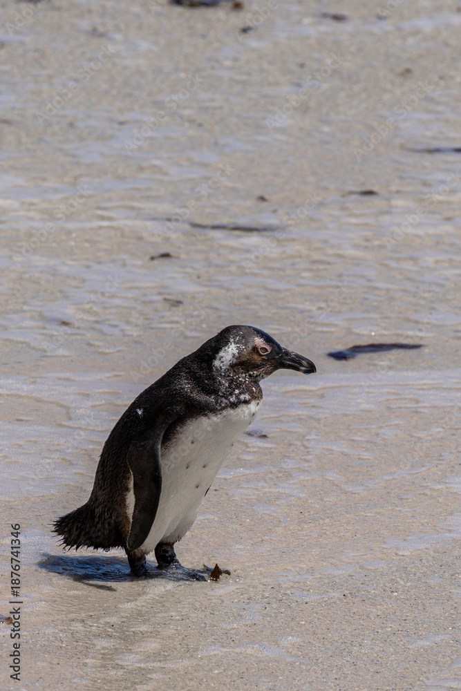 Obraz premium African penguin standing on sandy beach. Wild bird in natural habitat. Conservation of endangered species and wildlife preservation.