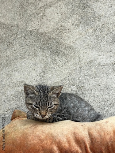 Cat sleeping on pillow