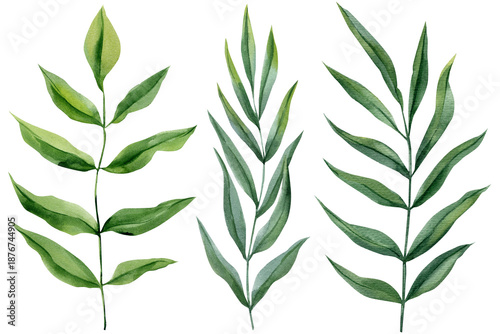 Green leafy branches set watercolor eucalyptus style sprigs with long leaves isolated on white for wedding stationery and decor