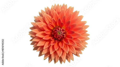 фотографія Beautiful orange dahlia flower isolated PNG, vibrant blossom with intricate peta
