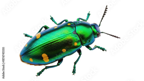 Foto Jewel beetle PNG isolated on transparent background, iridescent green insect wit