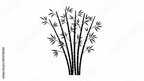 bamboo isolated on white