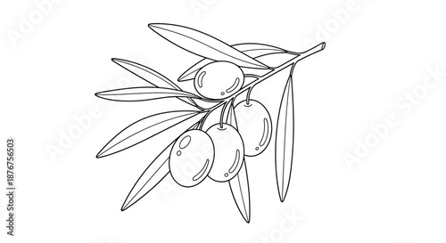 Black and white line drawing of a small olive branch with several ripe olives and leaves depicted in a classic botanical sketch style.