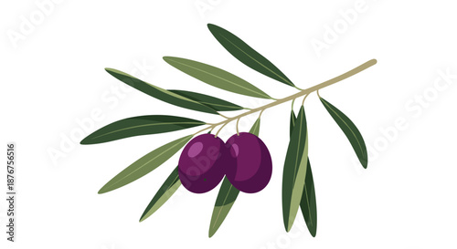 Branch from an olive tree featuring two ripe dark purple olives surrounded by several long green leaves on a white background.