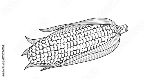 Detailed vintage style line art drawing of a fresh ear of corn with husks partially opened showing the individual kernels in a classic design.