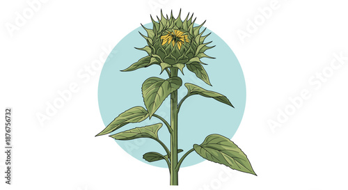 Detailed illustration of a sunflower bud on a tall green stem with large leaves set against a soft blue circular background on white.