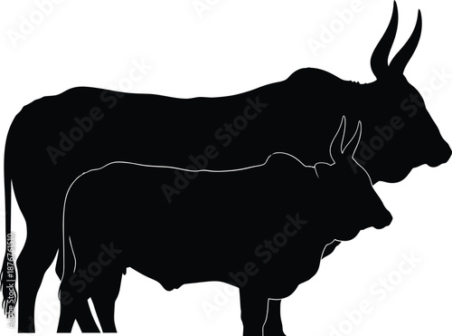 Silhouette of a cow and calf standing together