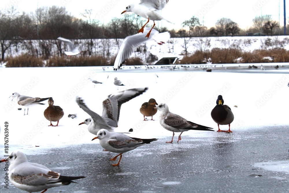 Fototapeta premium Winter landscape with birds and ducks on an icy river