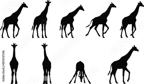 Giraffe silhouette set showing walking standing bending front rear poses African savanna wildlife tall animal vector illustration isolated background