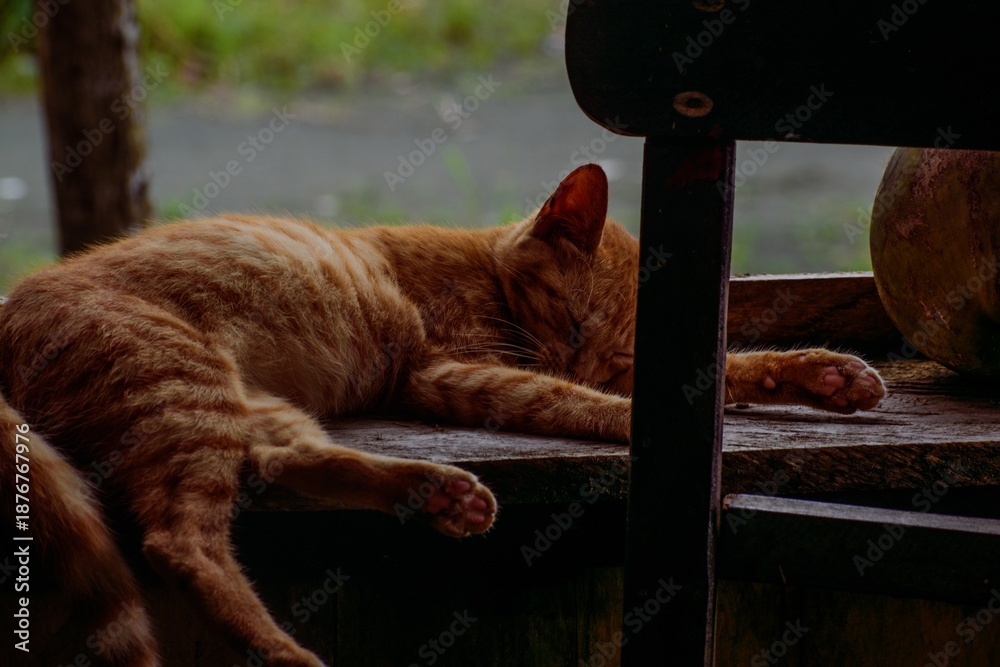 Fotografie Gato durmiendo en silla