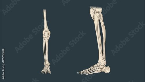 Anatomical illustration of human leg bones anterior and lateral views.