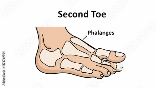 Anatomical illustration of the second toe and phalanges.
