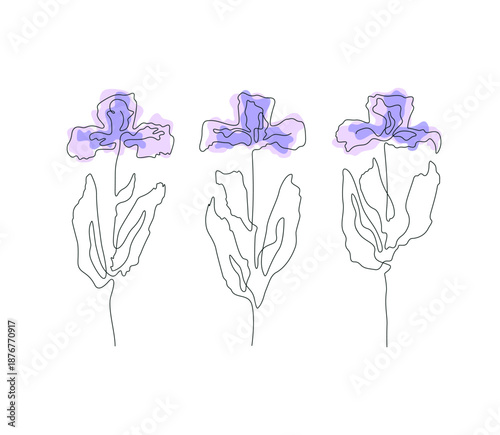 Elegant monoline illustration of iris, vector composition