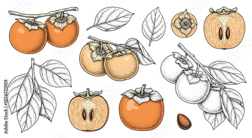 Detailed botanical set of persimmon fruits on branches, whole, sliced, and individual leaves for label graphics.
