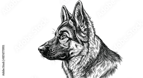Detailed hand drawn profile portrait of a german shepherd dog in a classic black and white engraving style on a clean white background.