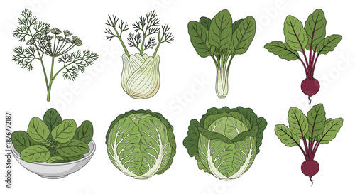 Collection of fresh green vegetables including dill, fennel, spinach, beet, and cabbage illustrated in a detailed hand drawn style.