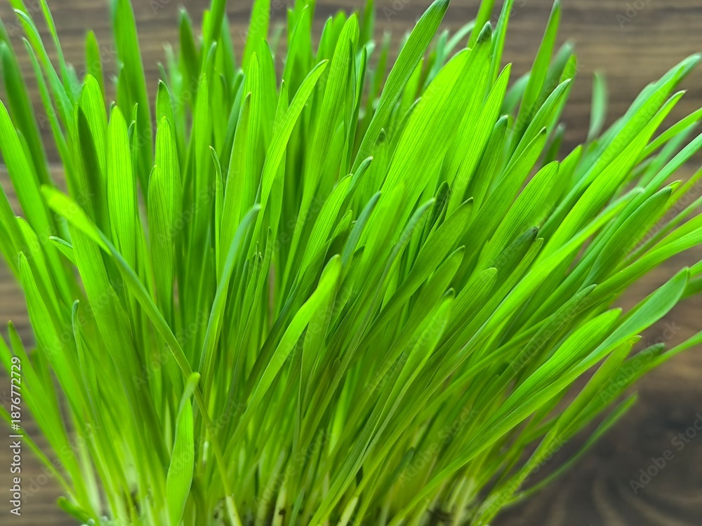 Obraz premium Wheat sprouts in a white pot on a wooden table background. Wheat grass can be used for veterinary medicine, cat or dog food.