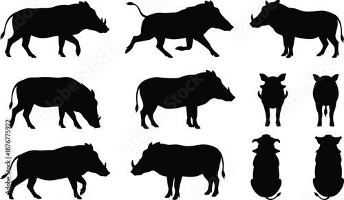 Common warthog silhouette set with various poses walking running standing grazing front back and top view isolated on grey background