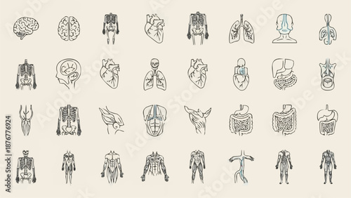 Collection of Hand Drawn Anatomical Illustrations of Human Organs and Skeletons.