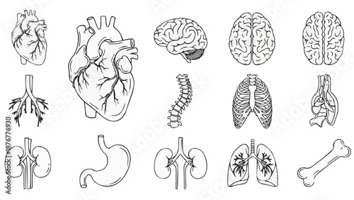 Collection of Hand Drawn Anatomical Organs and Body Parts.