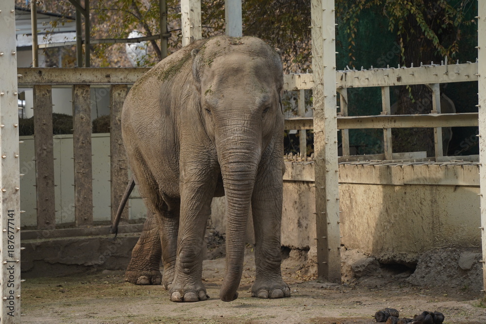 Fototapeta premium An elephant walks through a wooden enclosure at the city zoo.