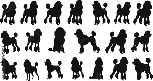 Large collection of black poodle silhouettes featuring various standing sitting and walking poses with professional grooming cuts for canine breed shows and pet care design
