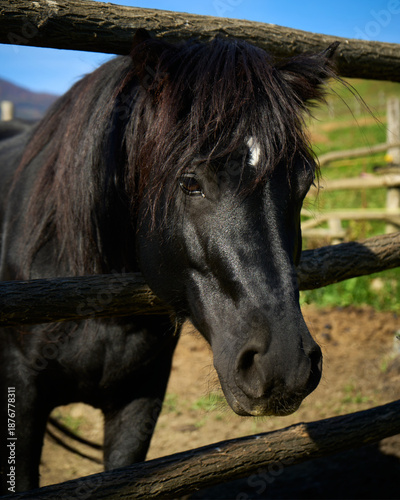 Black horse stands behind a wooden fence in a sunny paddock during daytime