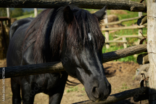 Black horse stands behind a wooden fence on a sunny day