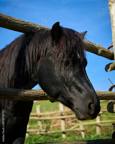 Black horse stands by a wooden fence under a blue sky outdoors