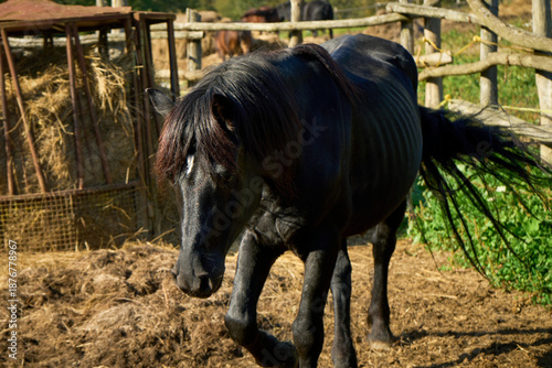 Black horse walks within a sunlit wooden fenced outdoor pen