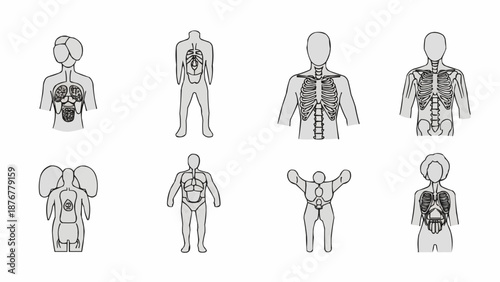 Collection of human anatomy diagrams showing internal organs and skeletal structure.