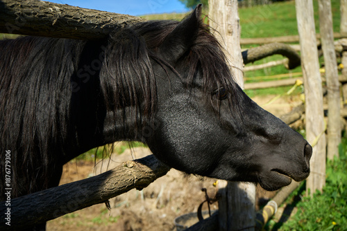Black horse with dark mane rests head by a rustic wooden fence on a sunny day