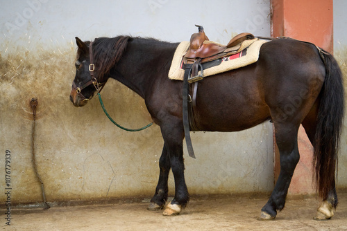 Brown horse stands equipped with a saddle and bridle inside a stable stall