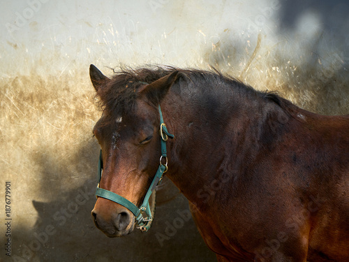 Brown horse with green halter and closed eyes stands against a textured wall