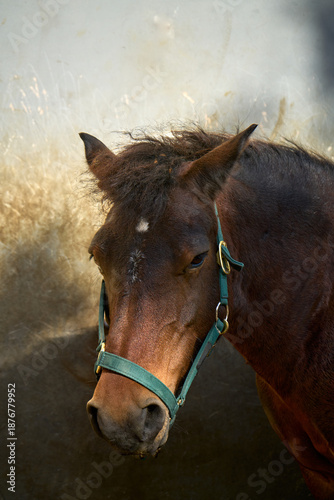 Brown horse with green halter stands against a bright, textured background