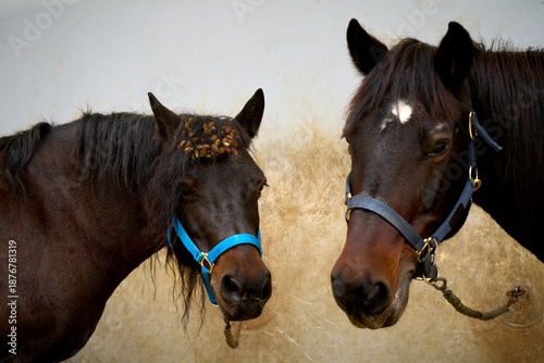Two dark horses wearing halters stand side-by-side indoors near a wall