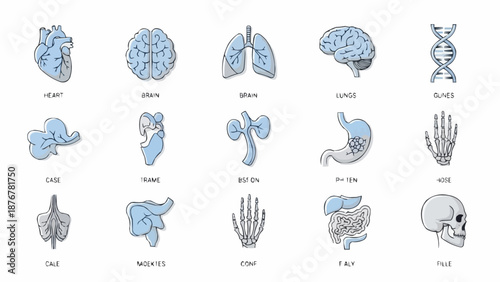 Collection of Human Anatomy Illustrations Medical Icons Set.