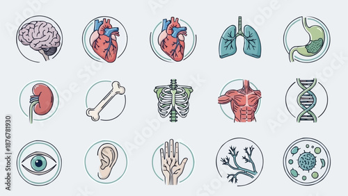 Collection of Human Anatomy Icons Medical Health Science Symbols.