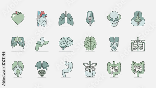 Collection of Human Anatomy Icons Medical Organ Illustrations.