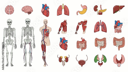 Collection of Human Anatomy Illustrations and Diagrams.