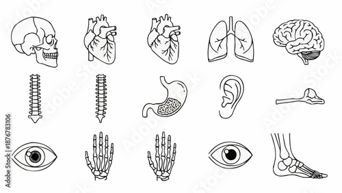Collection of Human Anatomy Illustrations in Line Art Style.