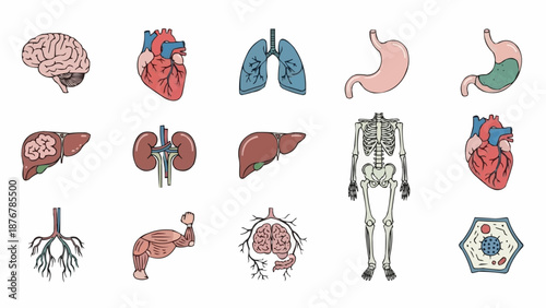 Collection of Human Anatomy Illustrations Medical Organs and Skeleton.