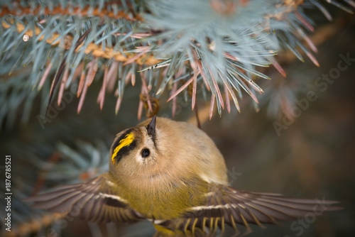 a goldcrest, regulus regulus, the smallest european bird, perched on a pine at a winter day 