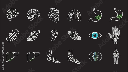 Collection of Human Anatomy Illustrations on Black Background.