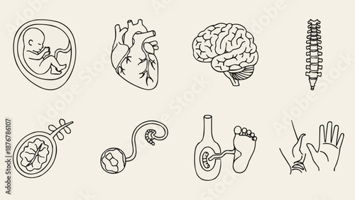 Collection of human anatomy medical illustrations in line art style.