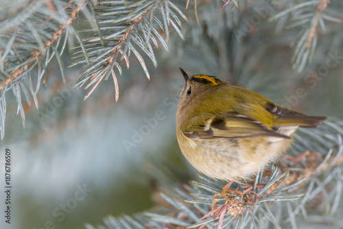 a goldcrest, regulus regulus, the smallest european bird, perched on a pine at a winter day 