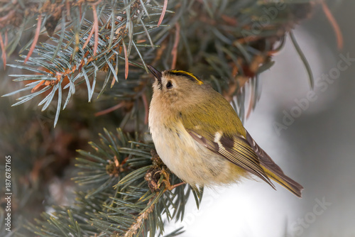 a goldcrest, regulus regulus, the smallest european bird, perched on a pine at a winter day 