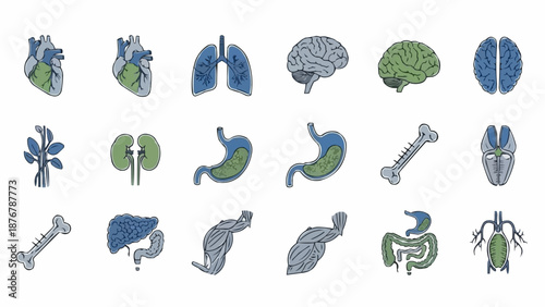 Collection of Human Organs and Body Parts Illustration.